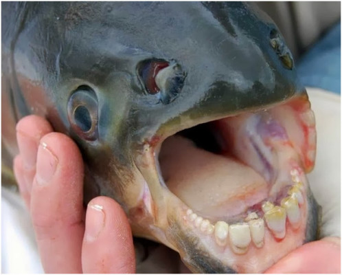 The-Pacu-Fish