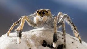facts-about-the-Himalayas-jumpimg-spiders