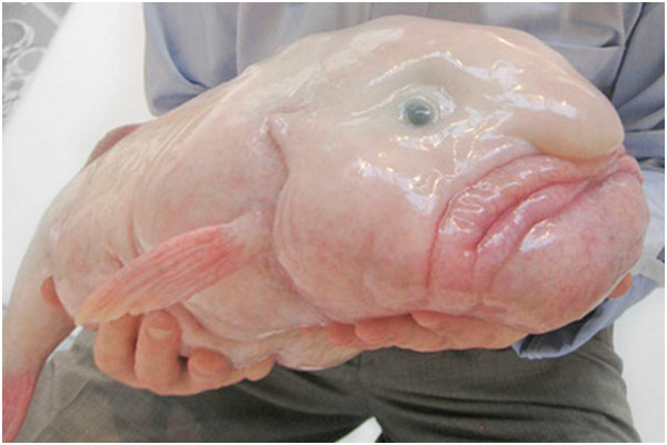 the-blobfish