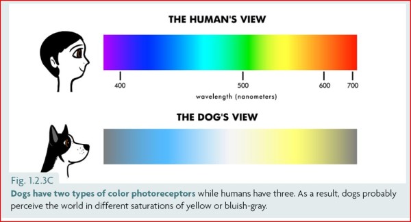 unknown_facts_about_dogs_color